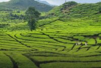 Krisis Lahan Kritis di Bandung Utara, Pembangunan Perumahan dan Hotel Ancam Lingkungan