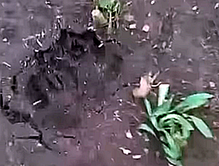 Jejak Diduga Macan Tutul Ditemukan di Kebun Warga Dekat Sekolah di Lembang
