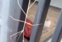 Apakah Belalang Ranting Berbahaya Inilah Nama Ilmiah dan Karakteristik Belalang Ranting