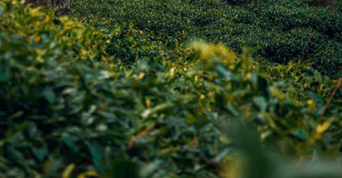 Warga Cinangsi Pangalengan Geger, Mayat Ditemukan di Lahan Pertanian